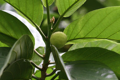 Artocarpus lacucha